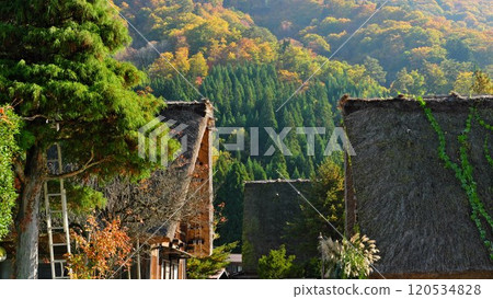 Shirakawa-go Gassho-style thatched roof and yellow leaves: a scene from autumn 120534828