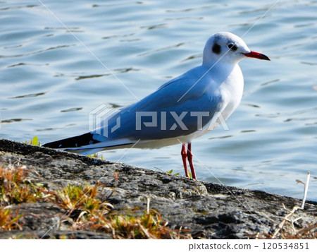 在水邊的Uricamome 120534851