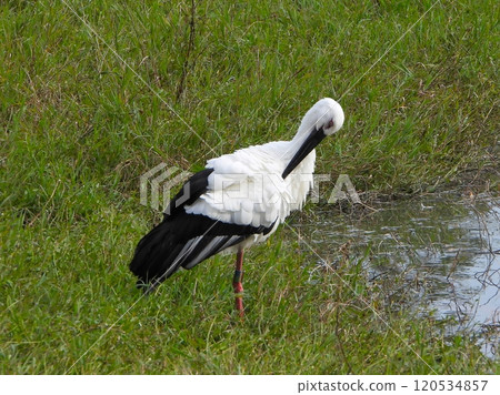 A stork preening its feathers 120534857