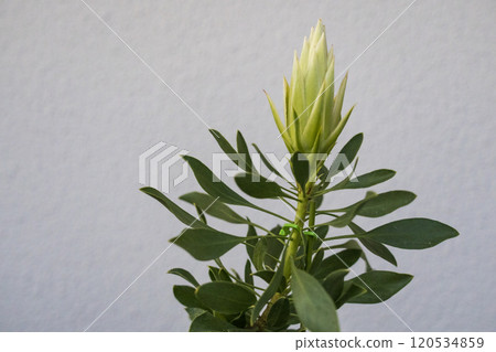 Protea Spiky White Protea Spiky White 120534859