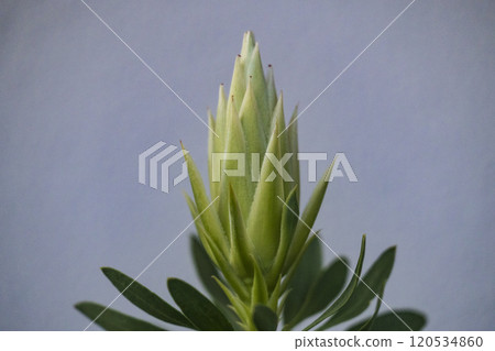 Protea Spiky White 120534860