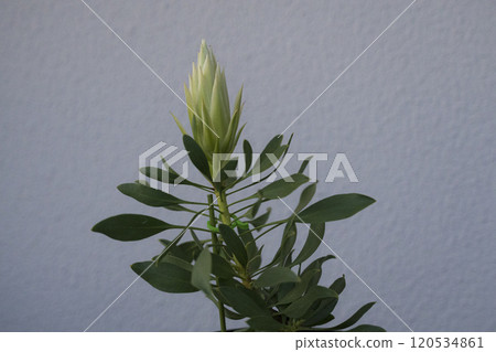 Protea Spiky White 120534861