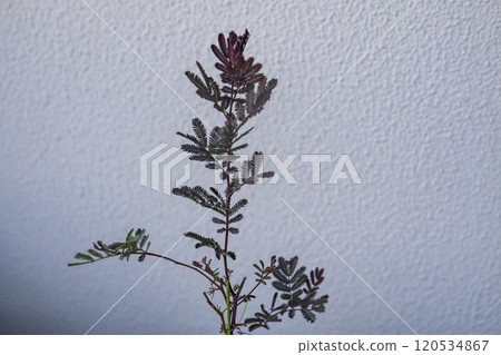 Acacia Mimosa Purpurea Dark Eye 120534867