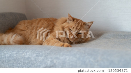 Relaxing cat tea tabby cat Relaxing cat tea tabby cat 120534871
