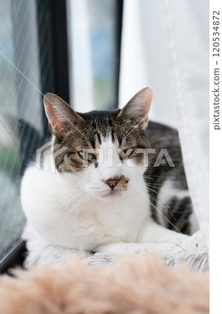 Cat relaxing by the window Kijitora Shiro Cat relaxing by the window Kijitora Shiro 120534872