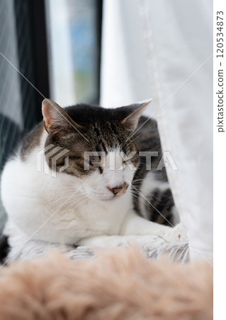 Cat relaxing by the window Kijitora Shiro Cat relaxing by the window Kijitora Shiro 120534873