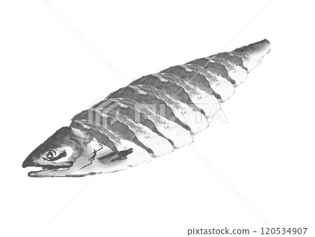 Monotone illustration of a freshly rolled salmon drawn in watercolor on a white background, transparent background 120534907