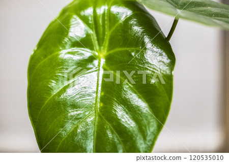 Araceae, Alocasia genus SP Araceae, Alocasia genus SP 120535010