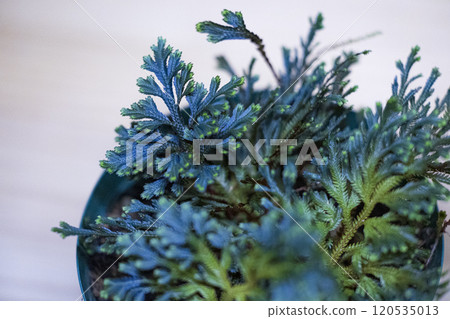 Blue fern Selaginella erythropus Blue fern Selaginella erythropus 120535013