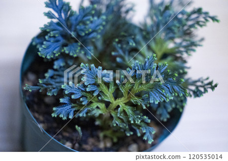 Blue fern Selaginella erythropus Blue fern Selaginella erythropus 120535014