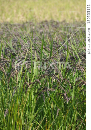 Black rice 120535121