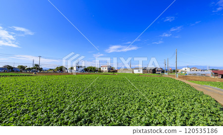 Vast cabbage and radish fields Vast cabbage and radish fields 120535186