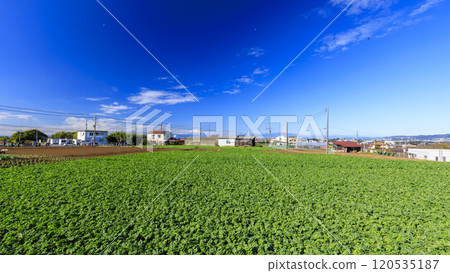 Vast cabbage and radish fields 120535187