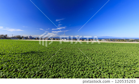 Vast cabbage and radish fields Vast cabbage and radish fields 120535203