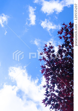There was a tall maple tree. There was a tall maple tree. 120535207