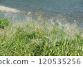 芒草 120535256