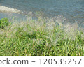 芒草 120535257