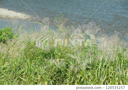 芒草 120535257