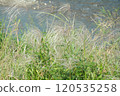 芒草 120535258