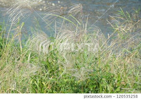 Miscanthus Miscanthus 120535258