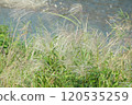 芒草 120535259