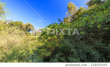 Blue sky looking up from the forest 120535355