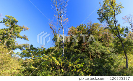 藍天從森林裡仰望 藍天從森林裡仰望 120535357
