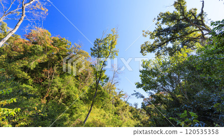 藍天從森林裡仰望 藍天從森林裡仰望 120535358