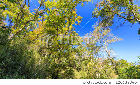 藍天從森林裡仰望 藍天從森林裡仰望 120535360