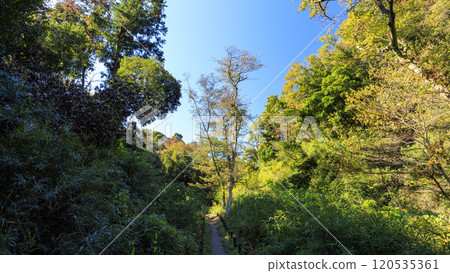 藍天從森林裡仰望 120535361