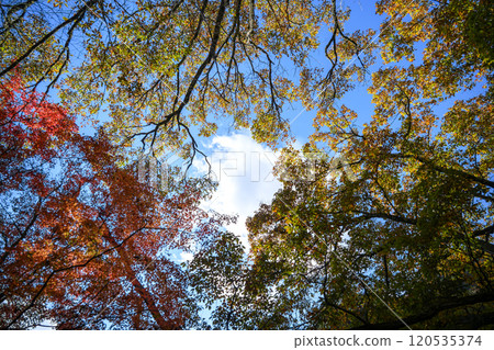 Shosenkyo Autumn leaves Yamanashi Prefecture Kofu City Tourism Autumn November Material 120535374