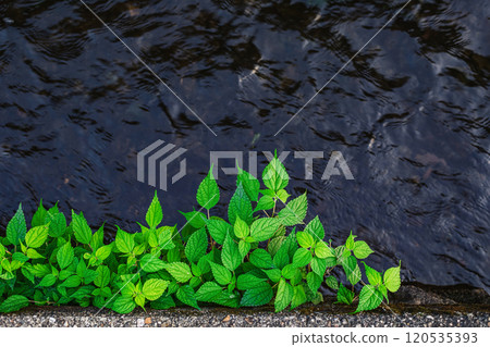 自然生長在水邊的青水 自然生長在水邊的青水 120535393