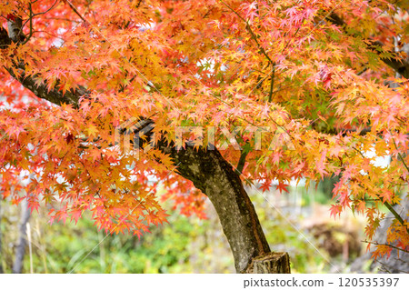 Shosenkyo Autumn leaves Yamanashi Prefecture Kofu City Tourism Autumn November Material Shosenkyo Autumn leaves Yamanashi Prefecture Kofu City Tourism Autumn November Material 120535397