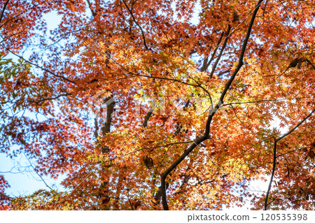 Shosenkyo Autumn leaves Yamanashi Prefecture Kofu City Tourism Autumn November Material Shosenkyo Autumn leaves Yamanashi Prefecture Kofu City Tourism Autumn November Material 120535398