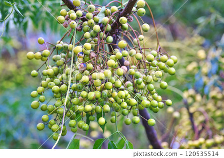 Green and yellow China tree fruits (autumn, November) Green and yellow China tree fruits (autumn, November) 120535514