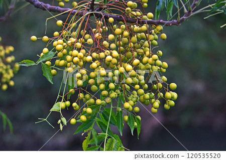 Green and yellow China tree fruits (autumn, November) 120535520