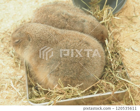 Ogro草原土撥鼠 120535611