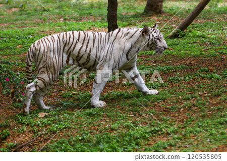 Image of endangered white tiger. 120535805