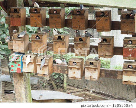 爪哇禾雀 120535884