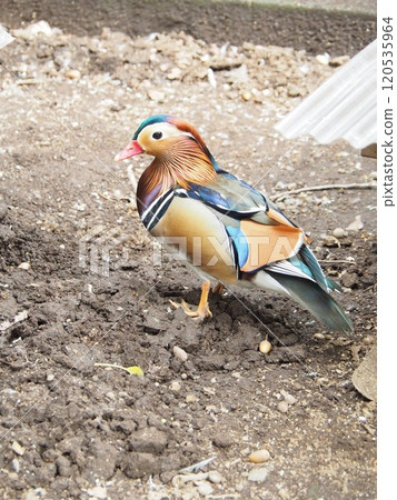 Mandarin duck 120535964