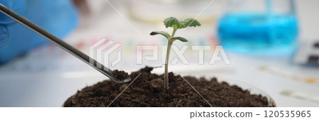 Scientist takes sample of soil from container with sprout 120535965