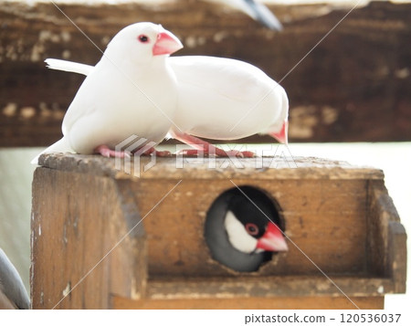 爪哇禾雀 爪哇禾雀 120536037