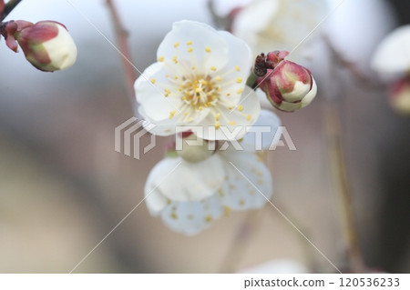 白梅花 白梅花 120536233