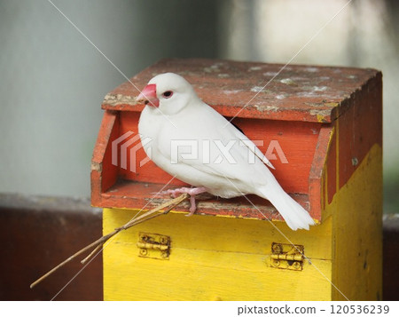 Sentencebird 120536239