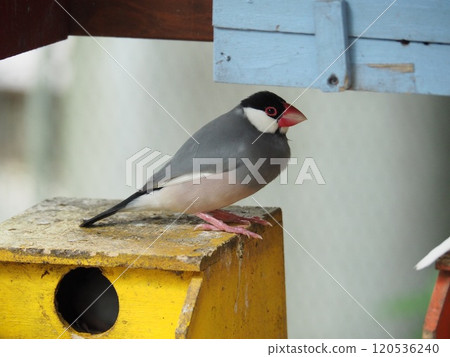 Sentencebird 120536240