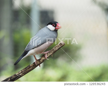 Sentencebird Sentencebird 120536243
