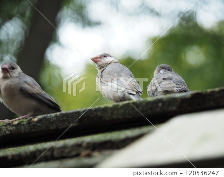 爪哇禾雀 爪哇禾雀 120536247