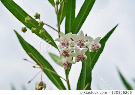 白色馬利筋花(秋季、十一月) 白色馬利筋花(秋季、十一月) 120536266