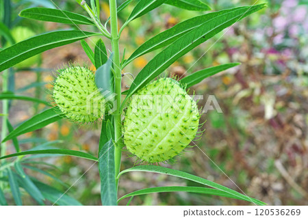 Green balloon plant fruits (autumn, November) Green balloon plant fruits (autumn, November) 120536269