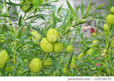 Green balloon plant fruits (autumn, November) Green balloon plant fruits (autumn, November) 120536270